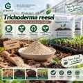 مسحوق Trichoderma reesei الميكروبي لتحلل المخلفات العضوية وإدارة التربة