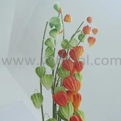 Wholesale artificial flower PU real touch cape gooseberry indian gooseberry for wedding decoration