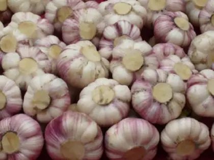 Chines Cold Storage New Purple Garlic