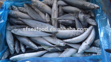 online store suppliers pacific mackerel