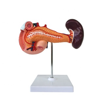 Anatomisches Spielzeug: menschliches Bauchspeicheldrüse, Duodenum und Milz Verdauungssystemmodell