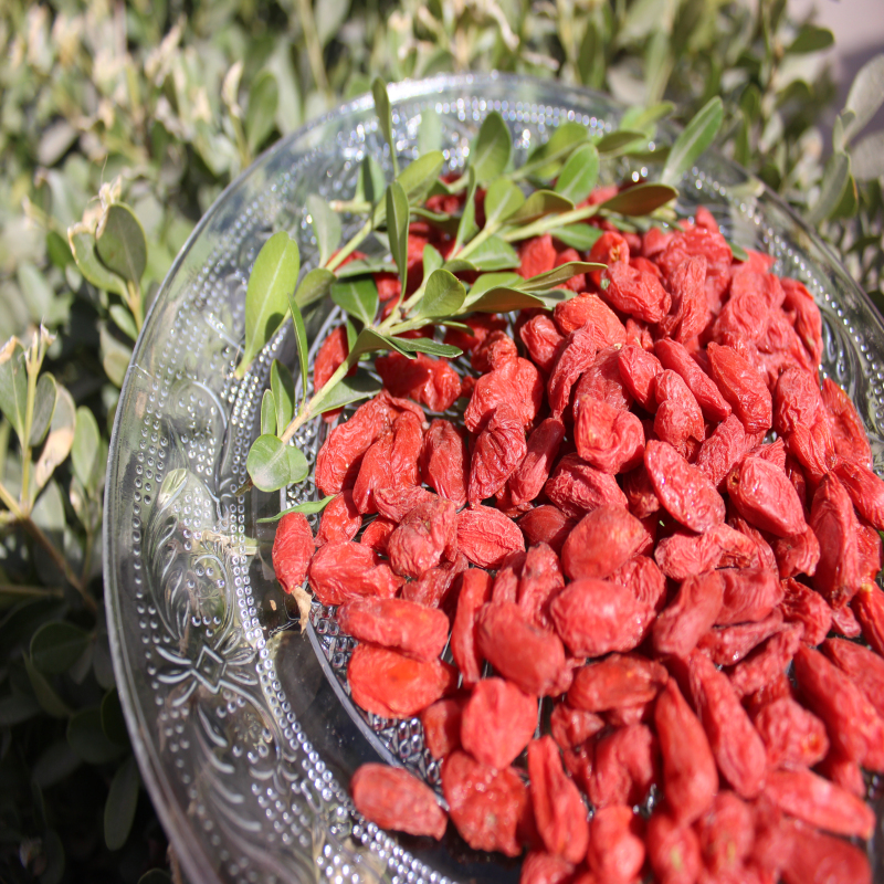 Sampel Goji Berry Organik Bebas Harga Rendah