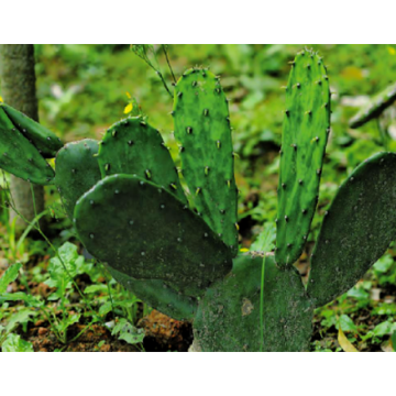 Natural Oraginc Opuntia Nopal Dillenii Cactus 6% Potassium Prickly Pear Extract