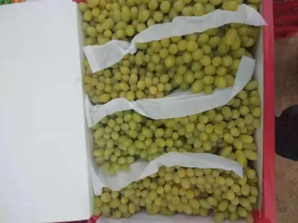 Fresh Thompson seedless grape