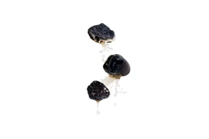 Luxury Wild Black Truffle Broth
