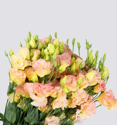 High Quality Colorful Eustoma Fresh Cut Flowers from China