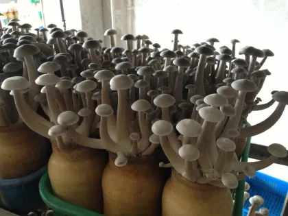 lyophyllum mushroom/ club fungi Mushrooms /coral fungi