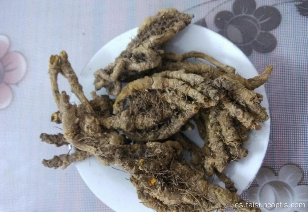 The Chicken feet coptis