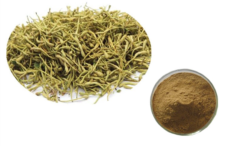 Honeysuckle Extract Honeysuckle Powder