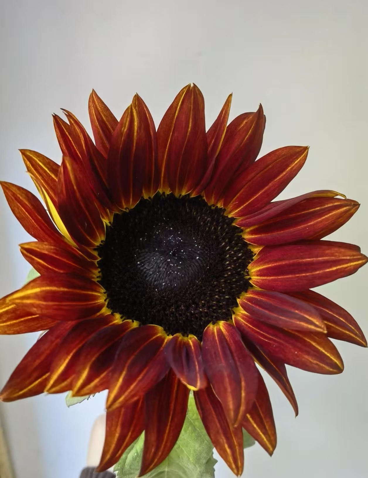 Chocolate sunflower