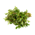 Machixian Extract: Revitalize Skin with Powerful Plant Extract