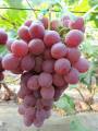Uva roja de Yunnan lista para exportar