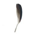 Fashionable Dyed Goose Feather