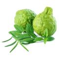 Bergamot Essential Oil Aromatherapy Oil