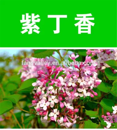 2014 high quality lilac tree seeds for growing