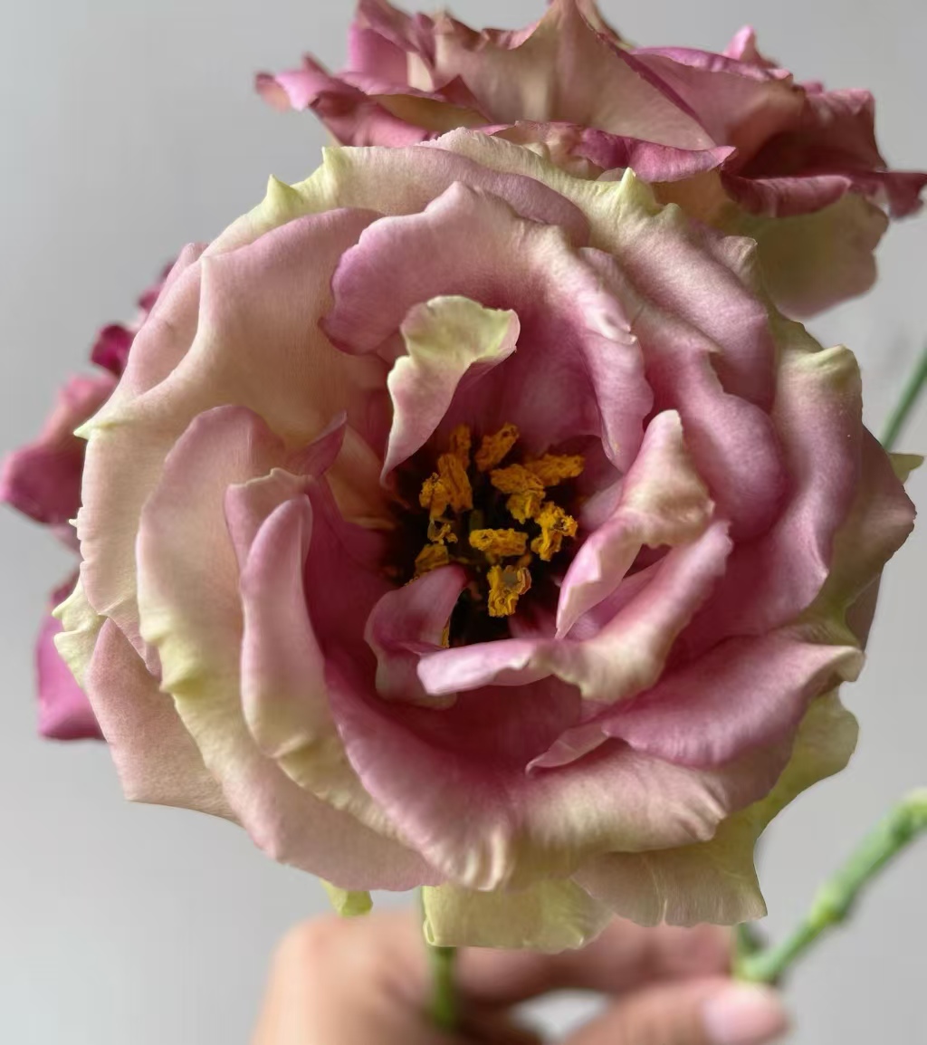 Brown Lisianthus