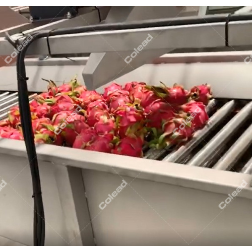 Tropical Fruit Washing Line