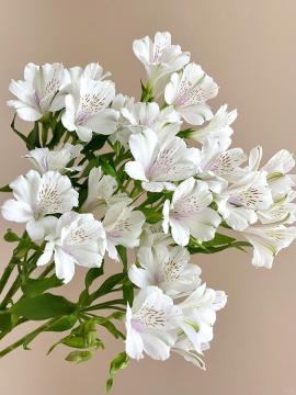 Φρέσκα Λευκά Λουλούδια Alstroemeria για Γάμο &amp; Διακόσμηση