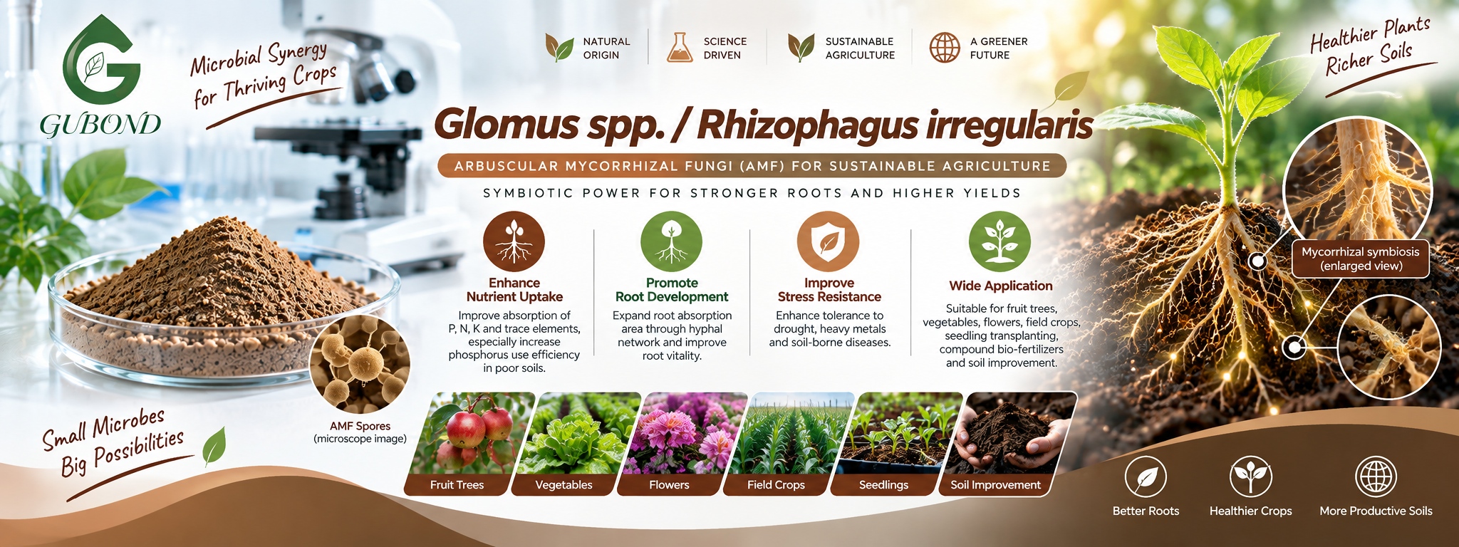 Glomus spp. Rhizophagus irregularis