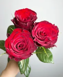 Elegant Single Stem Red Roses for Special Occasions