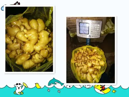 Wholesale organic fresh ginger