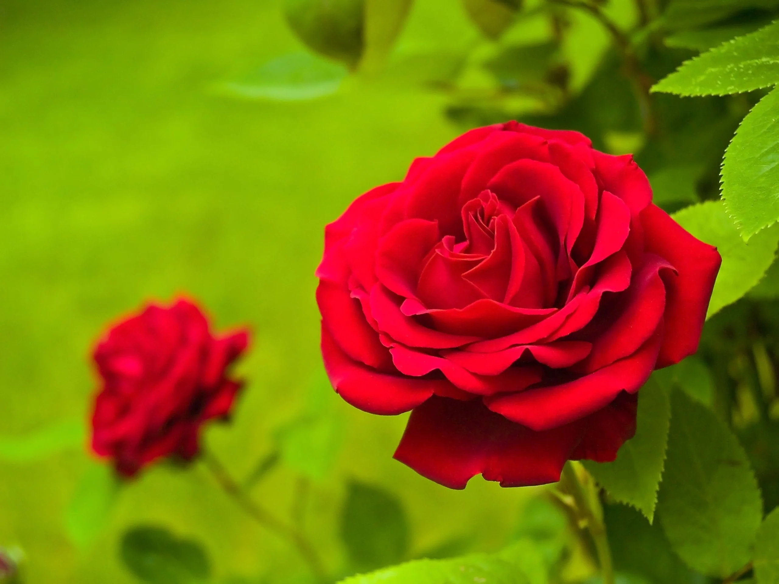 red-rose-day1.webp