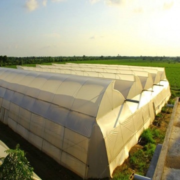 Agriculture en plastique à grande échelle Multi Span Greenhouse à vendre