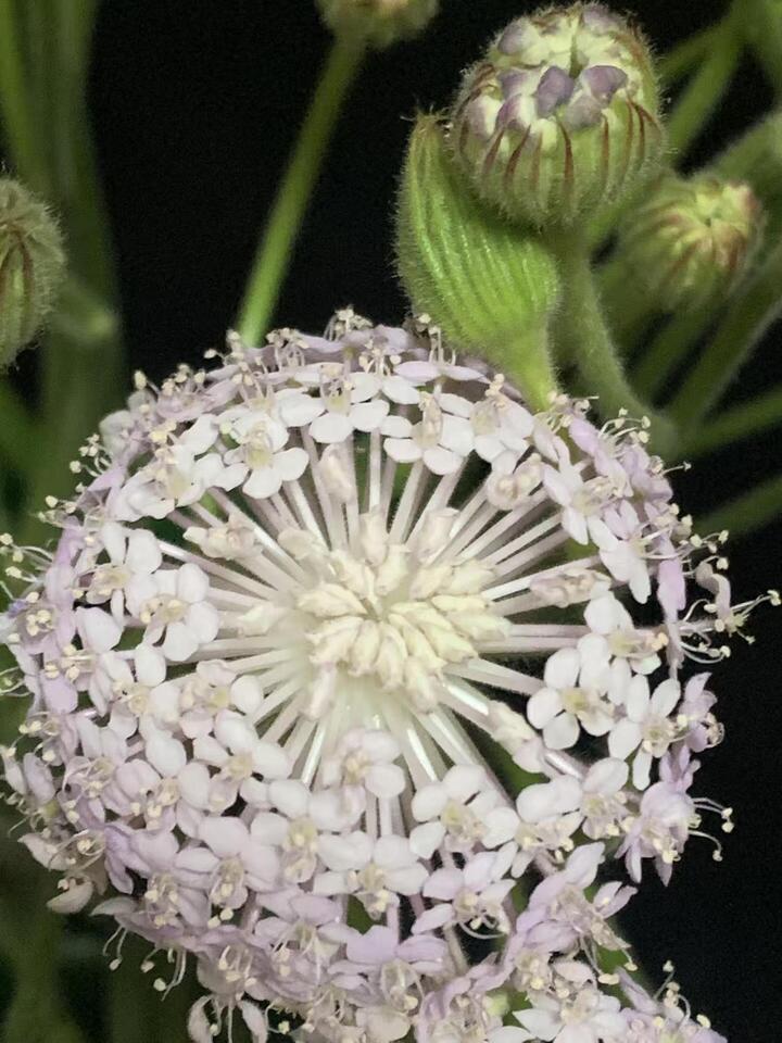Pink Lace Flower