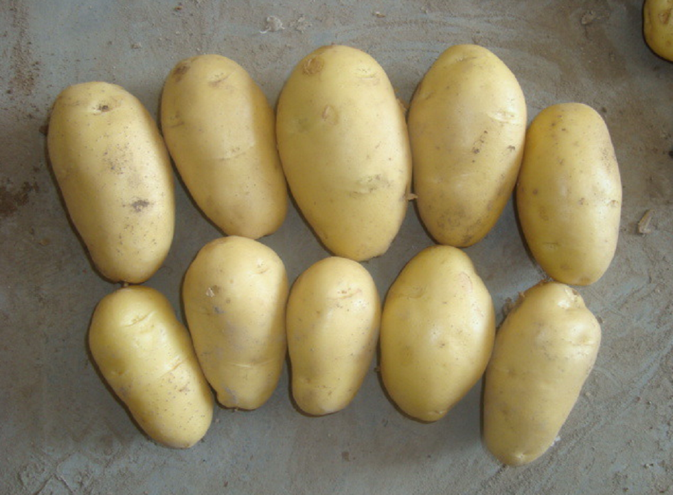 Potato 15