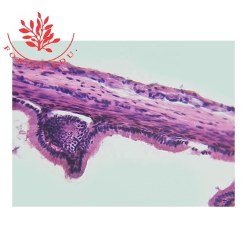 Prepared Human Histology Microscope Slides for Education and Research