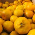 Baby mandarin apelsiner är direkt från fabriken