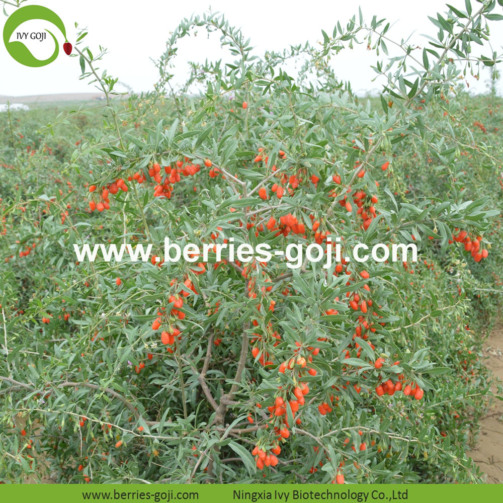 Goji berry