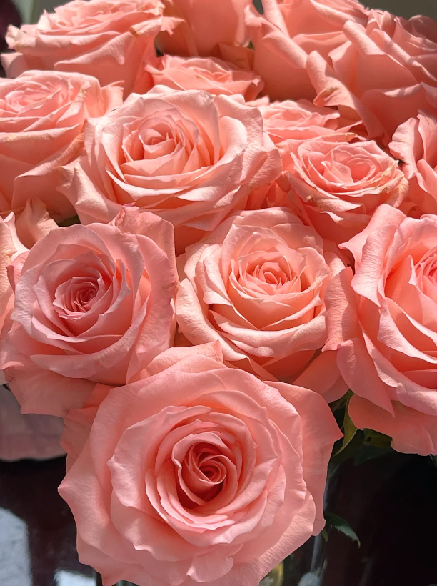 Diana Pink Roses