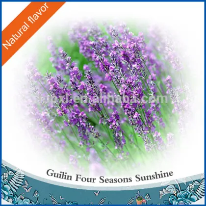 Lavender Oil for perfume essence