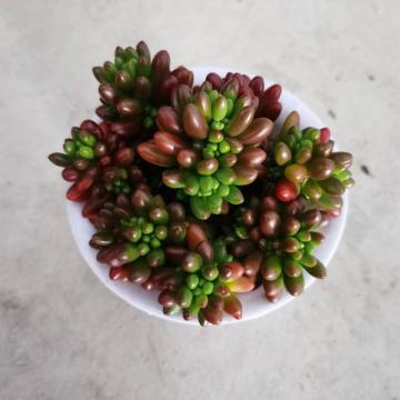 Cây sống Sedum có giá thấp