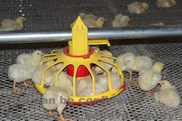 2017 hot sale broiler poultry farm equipmentauto feeding system
