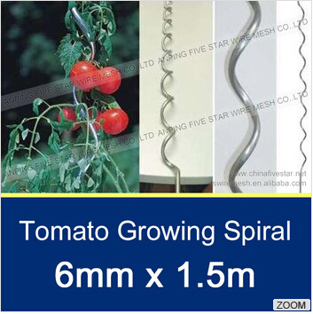 6mm *1.5m Tomato Spiral Stick
