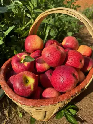 Tasty YN Fresh Apple Collection