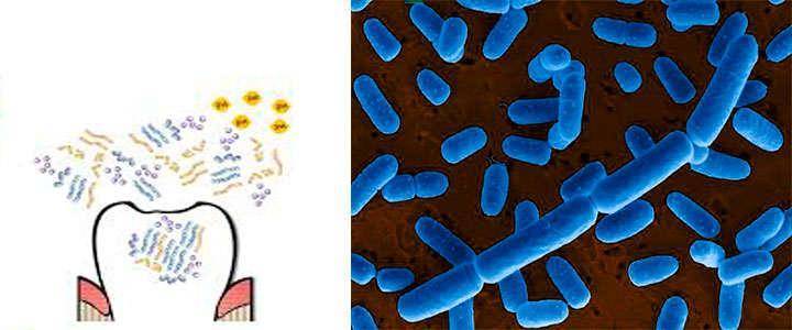 lactobacillus-salivarius-wb21