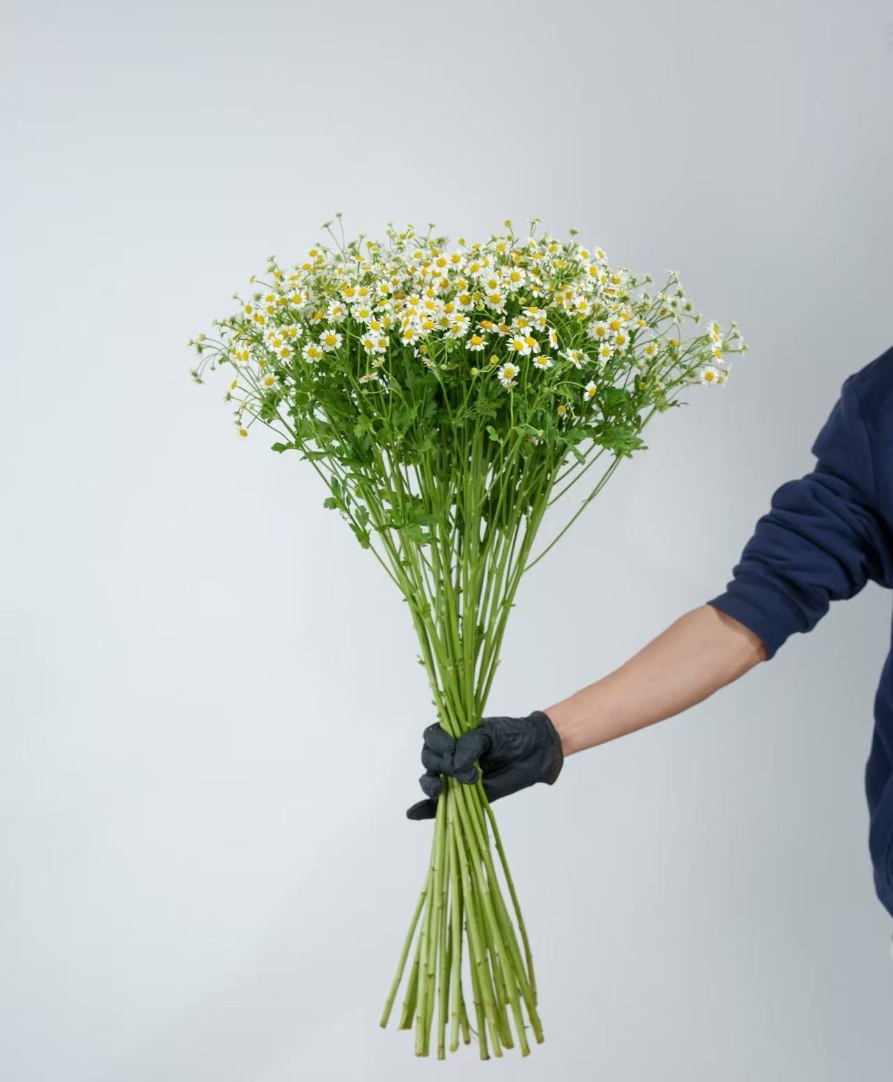 Spray chrysanthemum chamomile