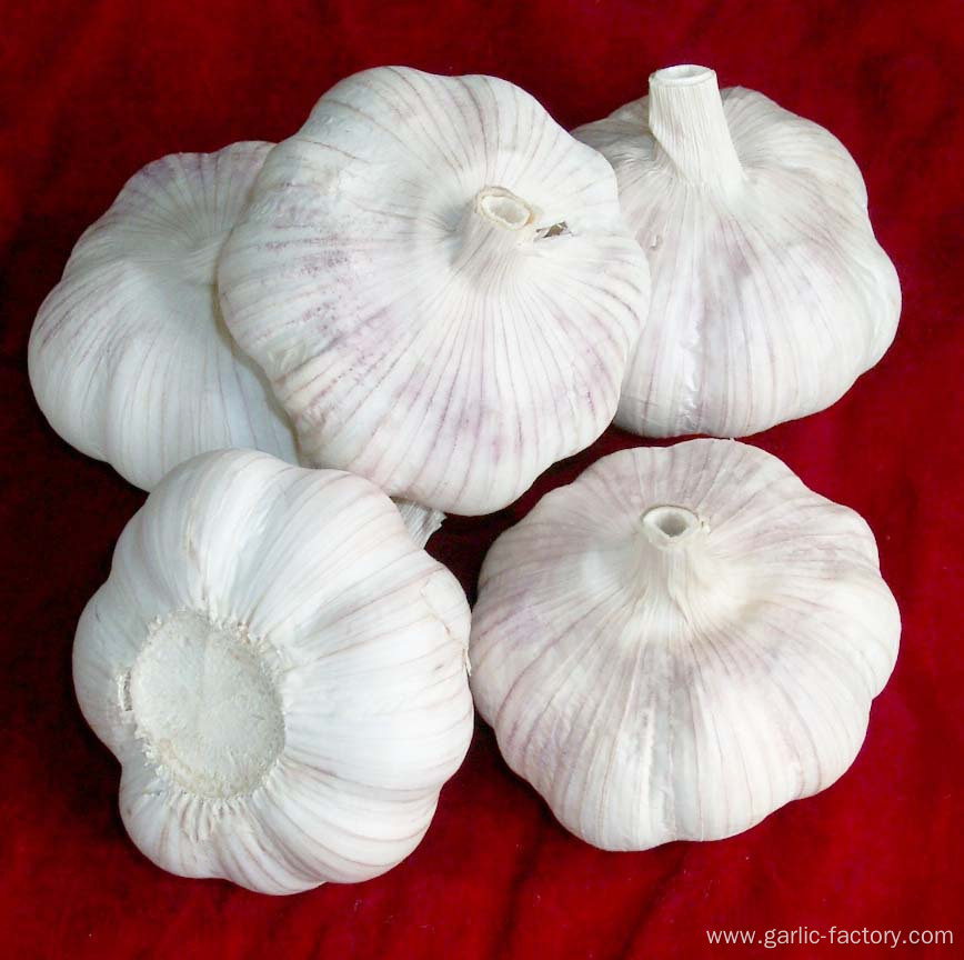 Best Fresh Natural Garlic