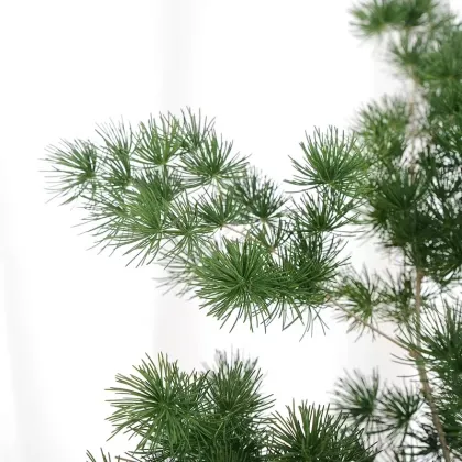 Yunnan Focusflower Wholesale Fresh Cut Flower Asparagus - Bunch of 5 Stems with Cold Chain Shipping