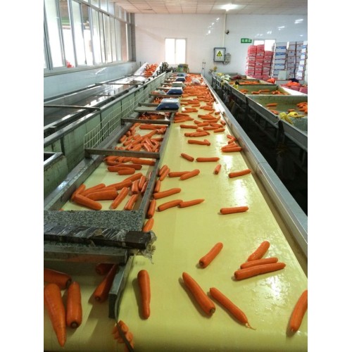 Frische große Karotte Xiamen