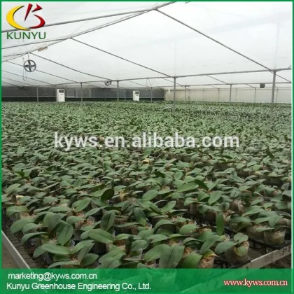 Hot sale moth orchid Taiwan orchid pot dendrobiums for sale