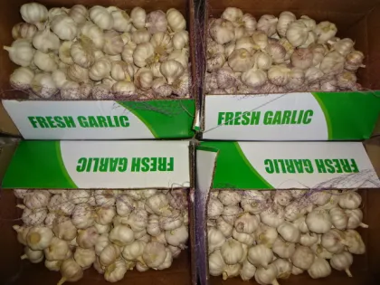 Fresh Garlic Best Quality Best Price
