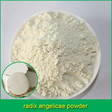 radix angelicae powder