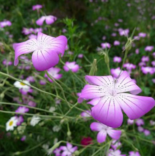 Snabbväxande agrostemma githago L blomfrön