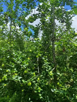 Delicious Fresh Green Apple YNxiguo Organic Choice