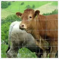 Premium Cattle Farm Field Grassland Fence