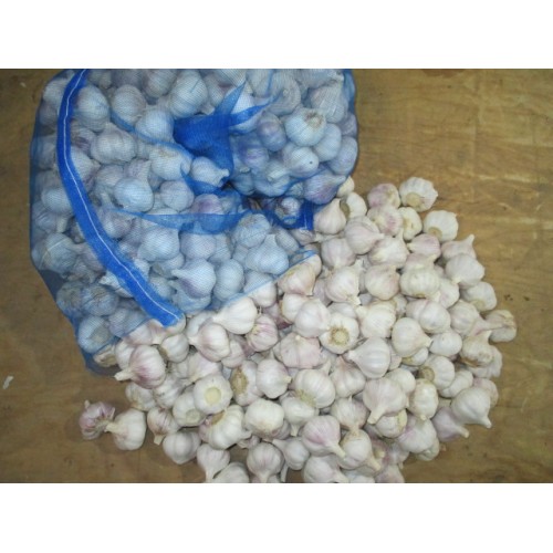 Purchase Cold Storage Normal White Garlic